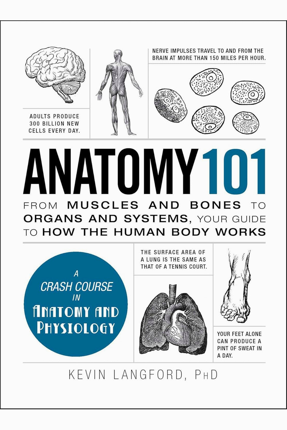 Anatomy 101: From Muscles and Bones to Organs and Systems, Your Guide to How the Human Body Works by Kevin Langford